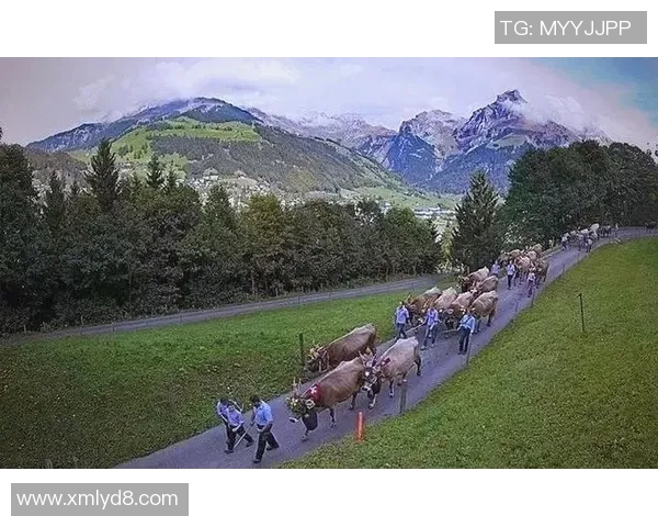 瑞士与日本比赛场地的独特魅力与文化背景探讨